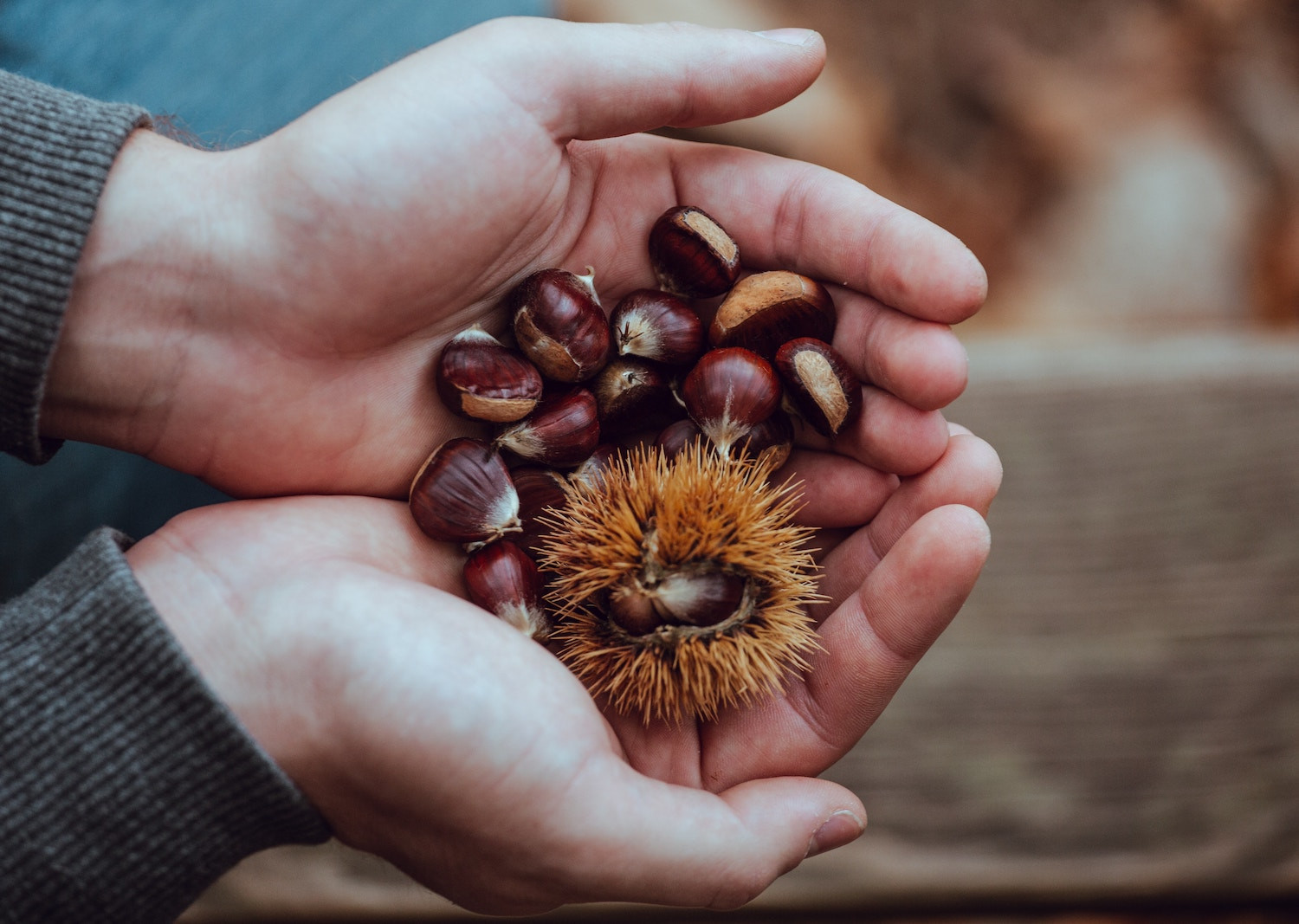 In 1996, Jerry Adams and his son Frank planted a grove of chestnut trees in the fertile sandy loam soil of Southwest Georgia. In early September, chestnuts with beautiful lush brown colored skin begin to cascade off trees and continue to fall until the first week of October. Chestnuts can also be pre-scored for customers. In 2011, Jerry planted a citrus grove (satsumas, Hamlin and Red Navel oranges, Meyers lemon, grapefruits).