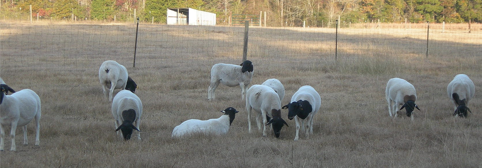 Shelby Acres Farm is engaged in two lines of business…raising breeding quality registered Dorper and White Sheep, as well as lamb production. Shelby Acres is an Animal Welfare Approved farm where sheep are grass-fed in a natural environment without the use of any synthetic growth hormones or antibiotics. Farm sheep and lamb are exported around the world and throughout America. Shelby Acres provides seminars on sheep and lamb production, health, disease management and parasite control. In addition, the farm provides free-range, hormone and antibiotic free Black Copper Maran eggs.